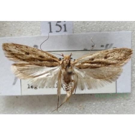 Hofmannophila pseudospretella (Stainton, 1849) Mól nasienniczek Czech15i